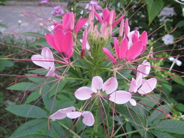 風蝶草と花魁草 朱丸のいつもはじめ