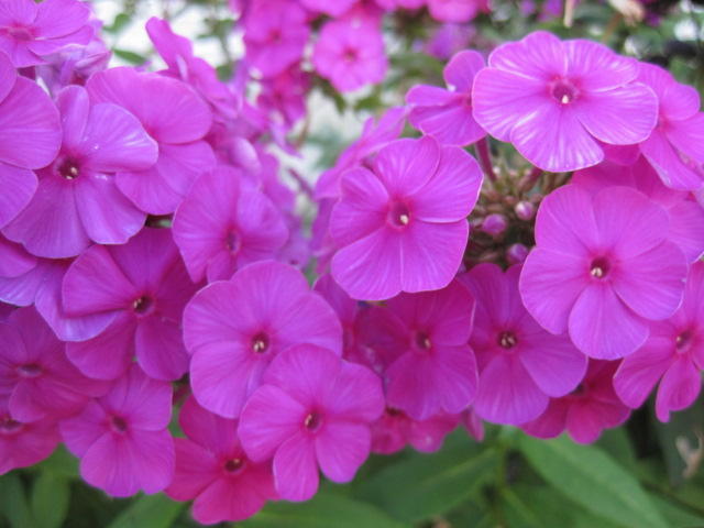 風蝶草と花魁草 朱丸のいつもはじめ