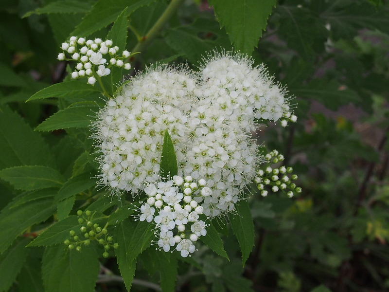 シモツケの花フワフワと 朱丸のいつもはじめ